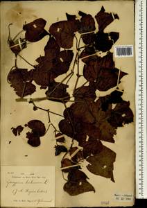Gossypium herbaceum, South Asia, South Asia (Asia outside ex-Soviet states and Mongolia) (ASIA) (Indonesia)