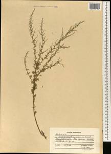 Artemisia vachanica Krasch. ex Poljakov, South Asia, South Asia (Asia outside ex-Soviet states and Mongolia) (ASIA) (Afghanistan)