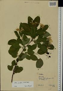 Malus prunifolia (Willd.) Borkh., Eastern Europe, Moscow region (E4a) (Russia)