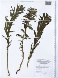 Lithospermum officinale L., Siberia, Baikal & Transbaikal region (S4) (Russia)