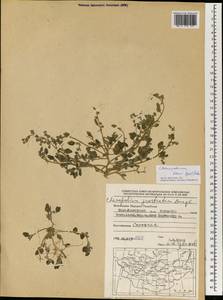 Chenopodium karoi (Murr) Aellen, Mongolia (MONG) (Mongolia)