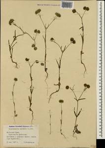 Valerianella coronata (L.) DC., Crimea (KRYM) (Russia)
