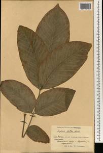 Juglans regia L., South Asia, South Asia (Asia outside ex-Soviet states and Mongolia) (ASIA) (China)