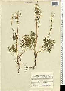 Thalictrum petaloideum L., Mongolia (MONG) (Mongolia)