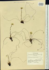 Saxifraga flagellaris subsp. setigera (Pursh) Tolm., Siberia, Chukotka & Kamchatka (S7) (Russia)