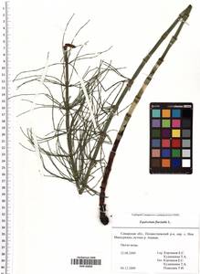 Equisetum fluviatile L., Eastern Europe, Middle Volga region (E8) (Russia)