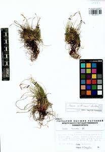 Carex williamsii Britton, Siberia, Baikal & Transbaikal region (S4) (Russia)