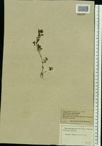 Lythrum portula (L.) D. A. Webb, Eastern Europe, Central forest-and-steppe region (E6) (Russia)