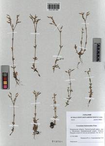KUZ 004 560, Cerastium holosteoides Fries emend. Hyl., Siberia, Altai & Sayany Mountains (S2) (Russia)