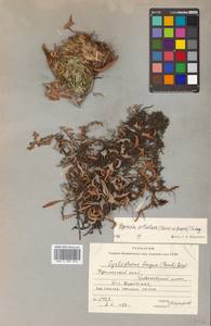 Pyrrosia petiolosa (Christ) Ching, Siberia, Russian Far East (S6) (Russia)