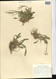 Scapiarabis saxicola (Edgew.) M. Koch, R. Karl, D. A. German & Al-Shehbaz, Middle Asia, Pamir & Pamiro-Alai (M2) (Kyrgyzstan)