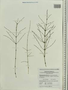 Equisetum palustre L., Eastern Europe, Northern region (E1) (Russia)