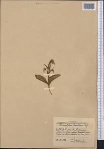 Fritillaria stenanthera (Regel) Regel, Middle Asia, Western Tian Shan & Karatau (M3) (Uzbekistan)