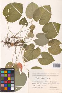 Viola suavis M. Bieb., Eastern Europe, Central forest-and-steppe region (E6) (Russia)