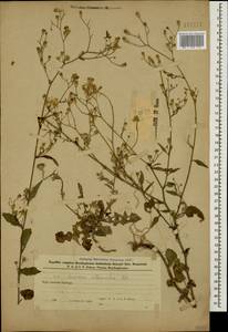 Lapsana communis subsp. intermedia (M. Bieb.) Hayek, Caucasus, Azerbaijan (K6) (Azerbaijan)