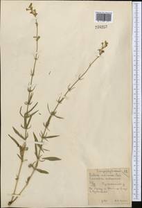 Silene sibirica (L.) Pers., Middle Asia, Northern & Central Kazakhstan (M10) (Kazakhstan)