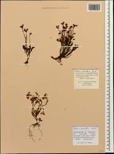 Sedum tenellum M. Bieb., Caucasus, Krasnodar Krai & Adygea (K1a) (Russia)