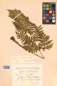 Dryopteris dilatata subsp. dilatata, Siberia, Russian Far East (S6) (Russia)