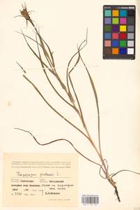 Tragopogon pratensis L., Eastern Europe, Central forest-and-steppe region (E6) (Russia)