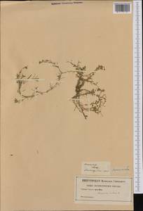 Spergularia rubra (L.) J.Presl & C.Presl, Western Europe (EUR) (Netherlands)