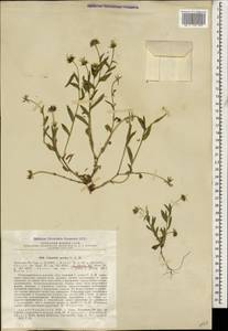 Calendula arvensis L., Caucasus, Azerbaijan (K6) (Azerbaijan)