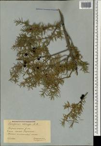 Juniperus communis var. saxatilis Pall., Caucasus, Georgia (K4) (Georgia)