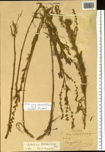 Artemisia marschalliana Spreng., Siberia, Altai & Sayany Mountains (S2) (Russia)