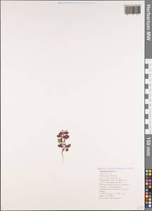 Trifolium hirtum All., Caucasus, Black Sea Shore (from Novorossiysk to Adler) (K3) (Russia)