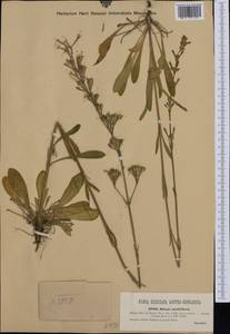 Silene multiflora (Ehrh.) Pers., Western Europe (EUR) (Hungary)