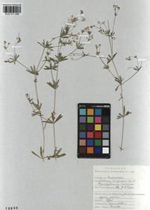 Galium uliginosum L., Siberia, Altai & Sayany Mountains (S2) (Russia)