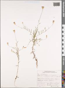 Xeranthemum cylindraceum Sibth. & Sm., Caucasus, South Ossetia (K4b) (South Ossetia)