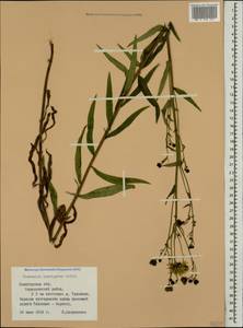 Hieracium laevigatum Willd., Eastern Europe, Northern region (E1) (Russia)