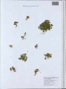 Cerastium semidecandrum L., Caucasus, Black Sea Shore (from Novorossiysk to Adler) (K3) (Russia)