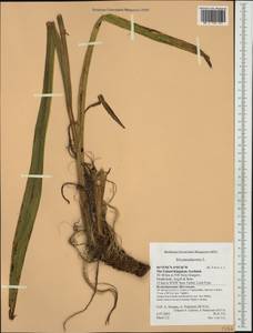 Iris pseudacorus L., Western Europe (EUR) (United Kingdom)