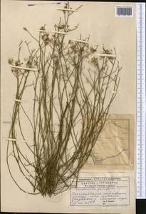 Chondrilla brevirostris Fisch. & C. A. Mey., Middle Asia, Caspian Ustyurt & Northern Aralia (M8) (Kazakhstan)