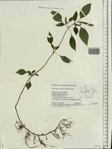 Elsholtzia ciliata (Thunb.) Hyl., Eastern Europe, Central region (E4) (Russia)