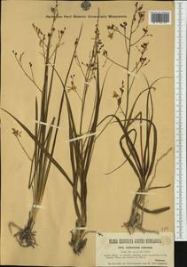 Anthericum ramosum L., Western Europe (EUR) (Austria)