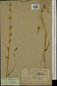 Delphinium cyphoplectrum subsp. pallidiflorum (Freyn) Rottenst., Caucasus, Azerbaijan (K6) (Azerbaijan)