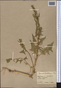 Spinacia oleracea subsp. turkestanica (Iljin) Del Guacchio & P. Caputo, Middle Asia, Karakum (M6) (Turkmenistan)