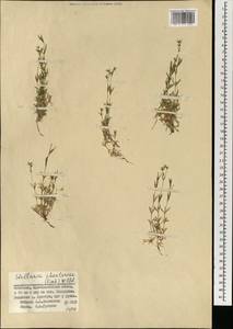 Adenonema cherleriae (Fisch. ex Ser.) M. T. Sharples & E. A. Tripp, Mongolia (MONG) (Mongolia)