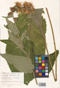 Inula helenium L., Eastern Europe, Moscow region (E4a) (Russia)