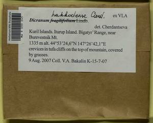 Dicranum viride var. hakkodense (Cardot) Takaki, Bryophytes, Bryophytes - Russian Far East (excl. Chukotka & Kamchatka) (B20) (Russia)