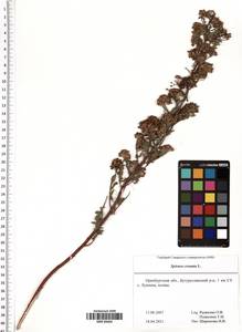 Spiraea crenata L., Eastern Europe, Eastern region (E10) (Russia)