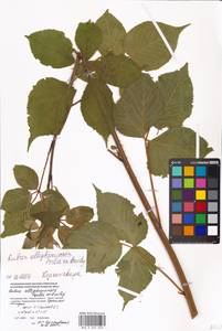 Rubus allegheniensis Porter, Eastern Europe, Moscow region (E4a) (Russia)