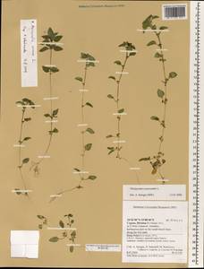 Theligonum cynocrambe L., South Asia, South Asia (Asia outside ex-Soviet states and Mongolia) (ASIA) (Cyprus)