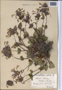 Dracocephalum imberbe Bunge, Middle Asia, Northern & Central Tian Shan (M4) (Kyrgyzstan)