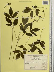 Caulophyllum robustum Maxim., Siberia, Russian Far East (S6) (Russia)