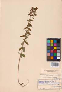 Hypericum maculatum Crantz, Eastern Europe, North-Western region (E2) (Russia)