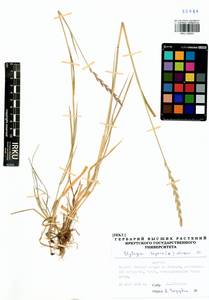 Elymus repens (L.) Gould, Siberia, Baikal & Transbaikal region (S4) (Russia)