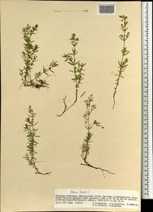 Galium boreale L., Mongolia (MONG) (Mongolia)